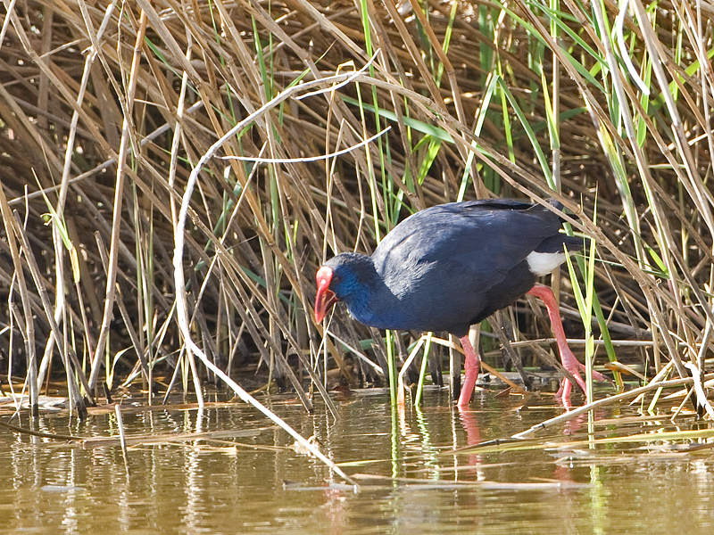 Porphyrio porphyrio Purperkoet Purple Swap-hen